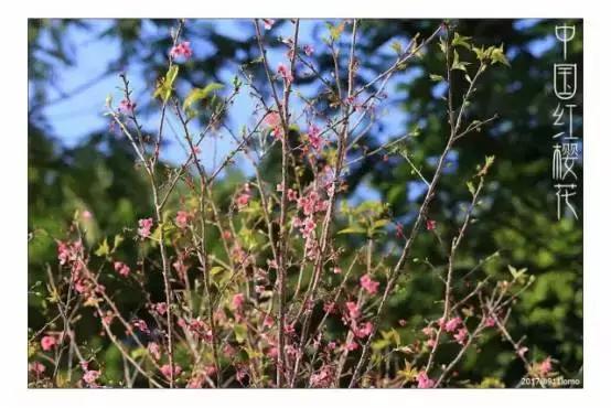 中国有哪些樱花好看,看樱花中国