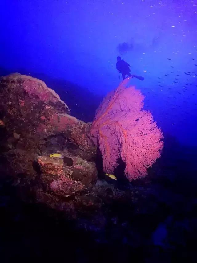 帕劳群岛隐藏攻略,帕劳旅游的优点和缺点