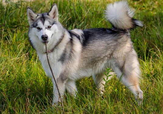 阿拉斯加雪橇犬的品种简介,阿拉斯加雪橇犬的犬种疾病