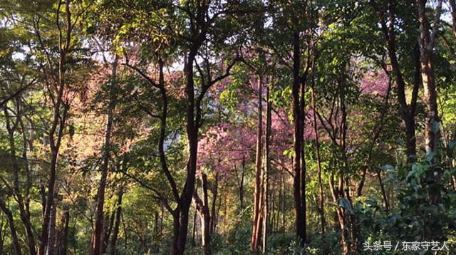 三万棵曼松古茶树,王子山曼松古茶树