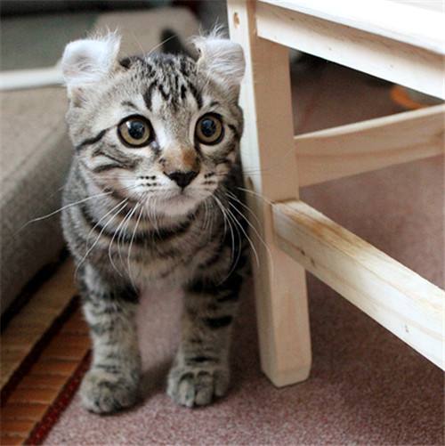 喵星人的3种类型,喵星人类型对照表