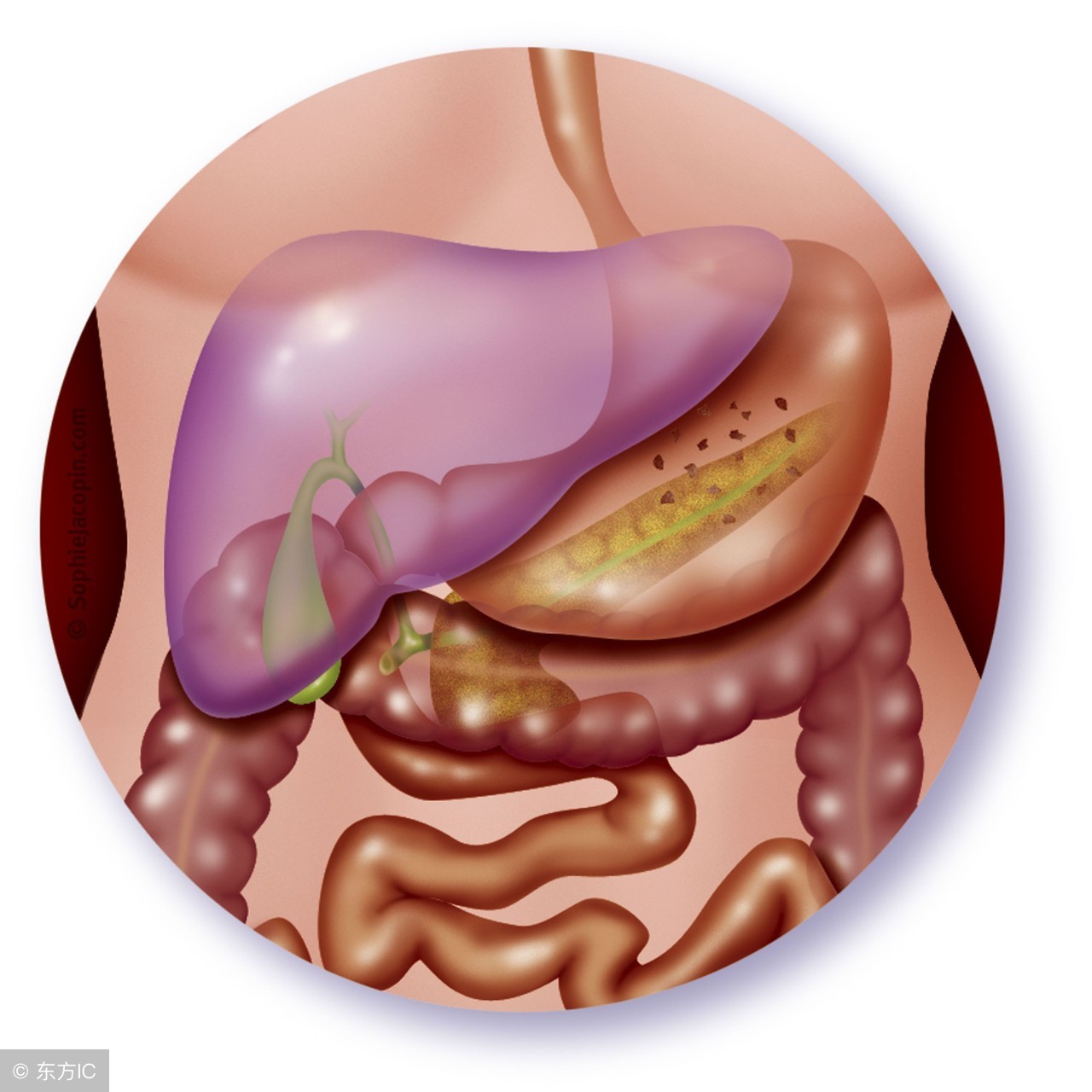 女性营养不良调理食谱,女子长期营养不良