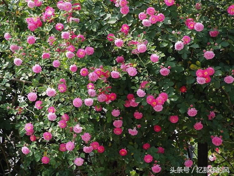 中华田园犬黑子,黑子中华田园犬