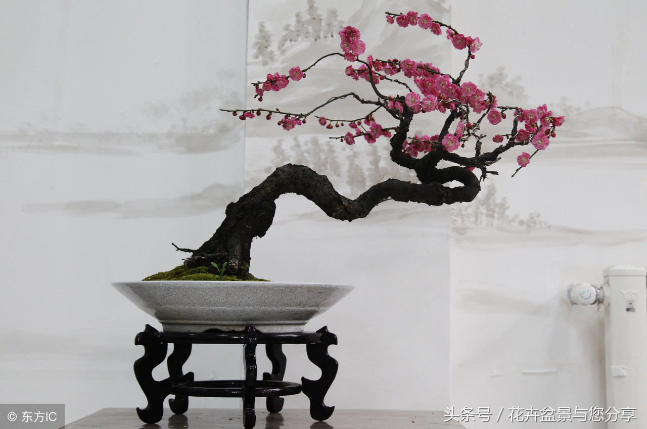 梅花花期后不长叶子,梅花花期过了吗