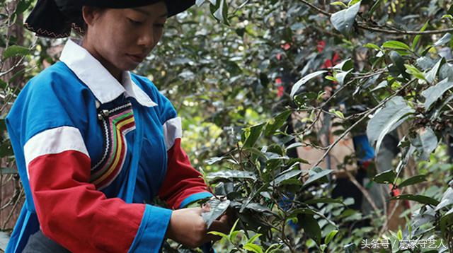 三万棵曼松古茶树,王子山曼松古茶树