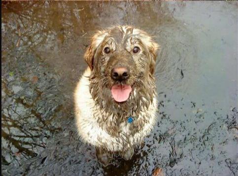 回到城市的狗子,回去过年的狗子