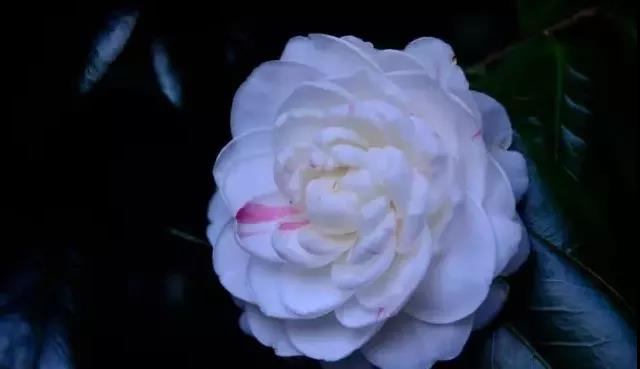 滚蛋吧,春困君!广东这些花花世界让你秒变龙马精神!