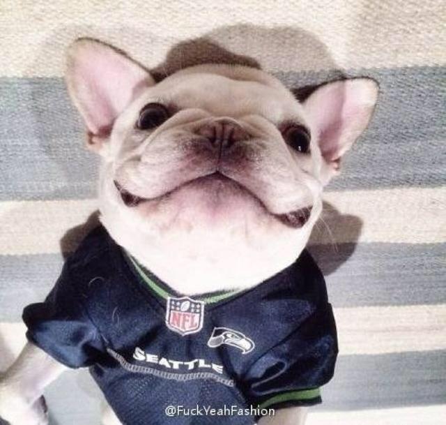 法斗的日常生活护理,法斗的日常萌图