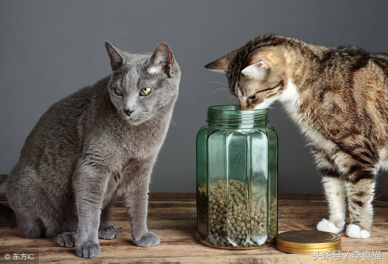 猫咪严重挑食不吃饭怎么办,猫咪挑食不吃猫粮不吃鸡蛋馒头