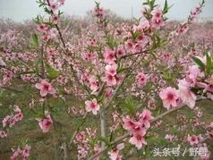 桃花红了散文,桃花红杏花白散文