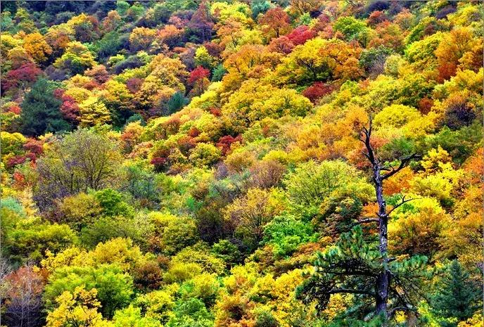 四川最美最值得去的10个地方,四川3月份哪里风景好