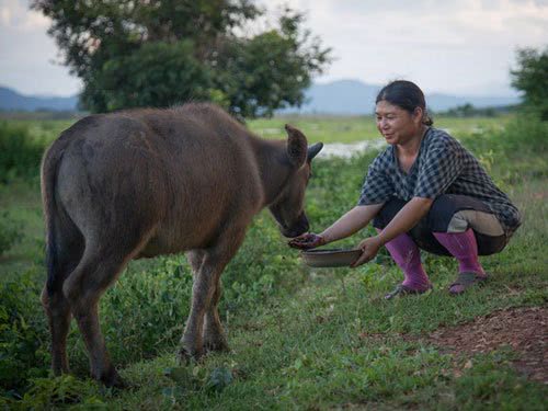 泰国猫屎咖啡多少钱,泰国牛屎咖啡多少钱一公斤