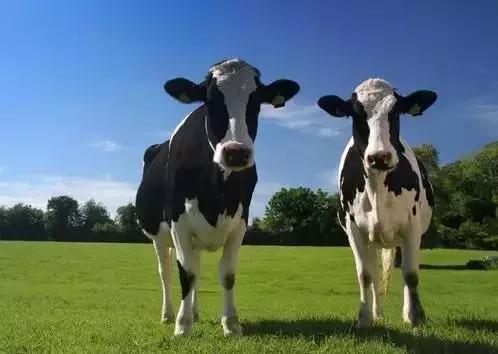 “草原乳业双雄”恩怨情仇记，中国牛奶如何风云跌宕20年？