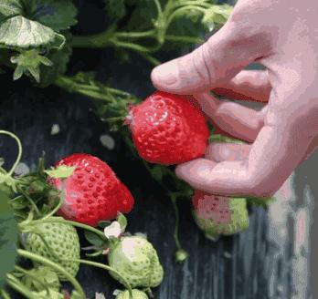 武汉比较靠谱的摘草莓基地,武汉市黄陂区摘草莓地方