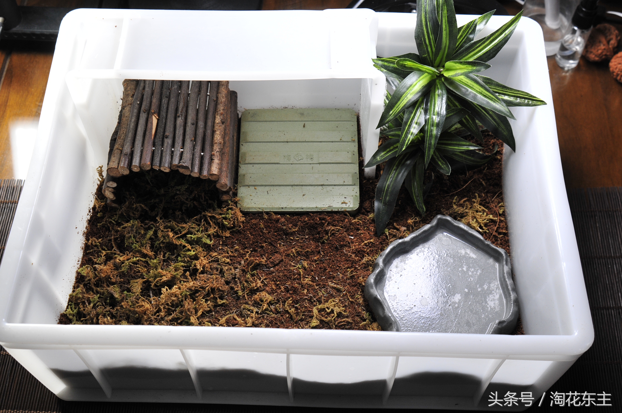 黄缘盒龟变漂亮的秘密,黄缘盒龟布景