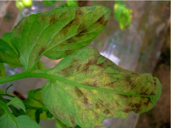 多抗霉素治疗番茄叶霉病吗,番茄叶霉病是真菌还是细菌