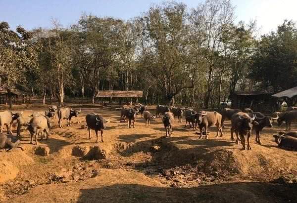 泰国猫屎咖啡多少钱,泰国牛屎咖啡多少钱一公斤