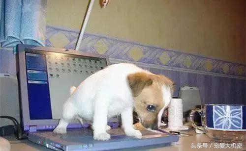 狗狗到处拉尿土方法怎么治,狗狗定点上厕所便便怎么处理