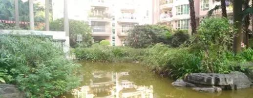 我们的小区实际情况,我的小区我做主代表物业发言