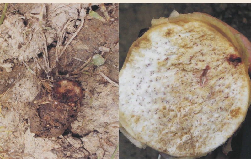 白芽芋软腐病特效药,芋头软腐病防治方法