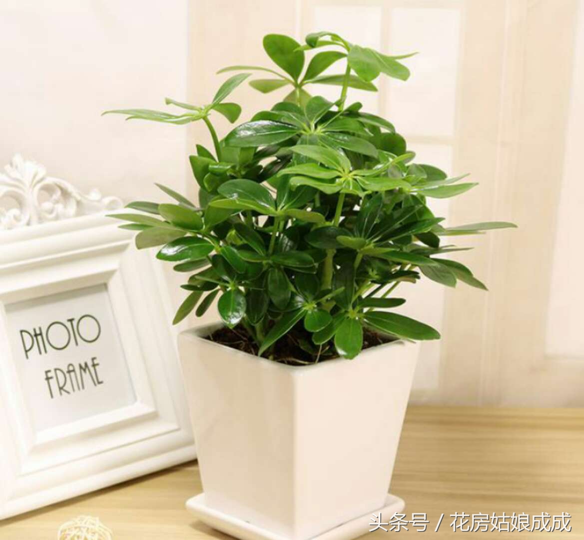 鸭掌木怎么养枝繁叶茂告别黄叶,招财树鸭掌木黄叶怎么回事