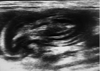 宠物猫呕吐该怎么治疗好,犬猫常见的呕吐原因有哪些