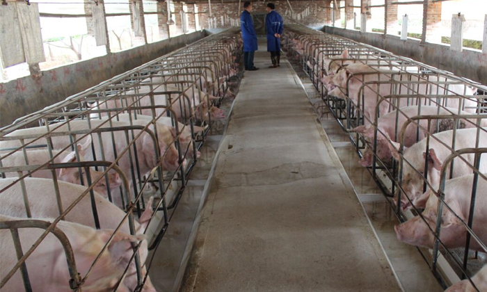 雅大电加热的酿酒设备一套多少钱,雅大酿酒设备全套视频