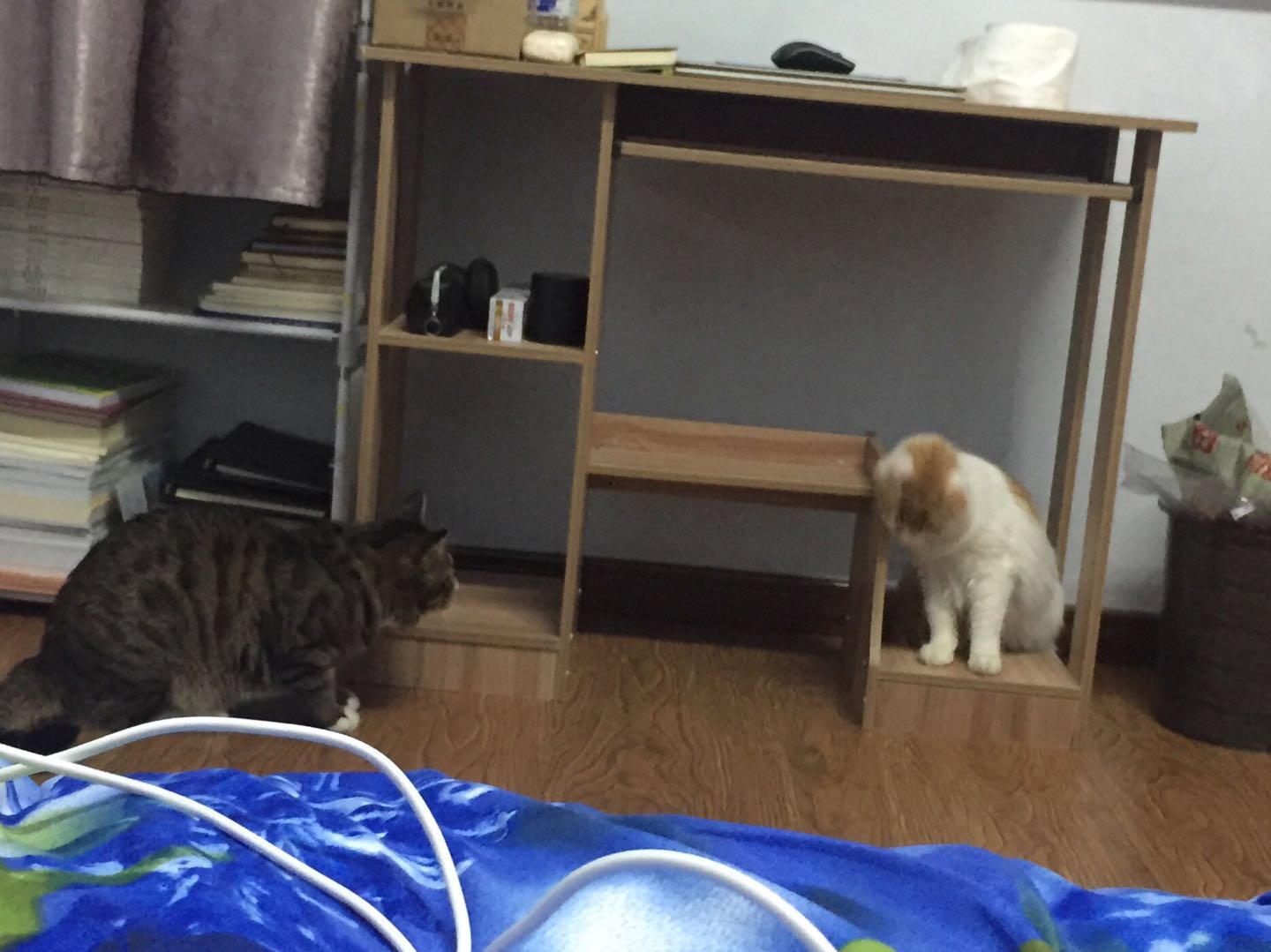 如何确定自家的猫主子到了求偶期?怎么应对?