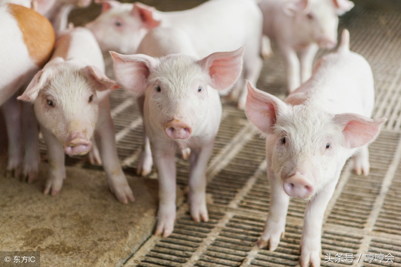 早期断奶仔猪的消化生理特点,断奶仔猪的正确过渡方法