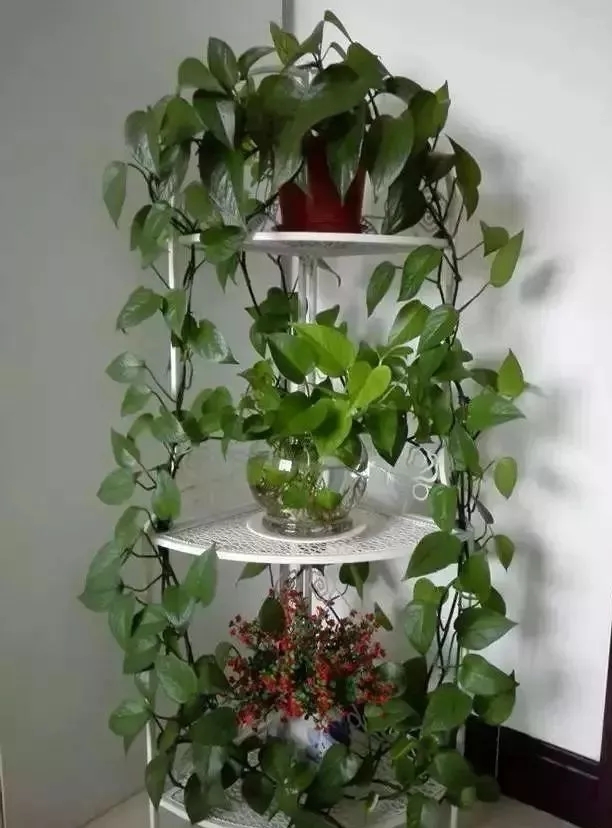 怎么让绿萝快速爬弯,怎么样才能让绿萝长的快又爬墙