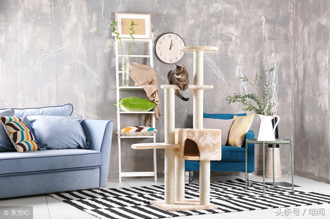 猫咪独自在家时需要注意些什么,长时间出门猫咪到底要不要寄养