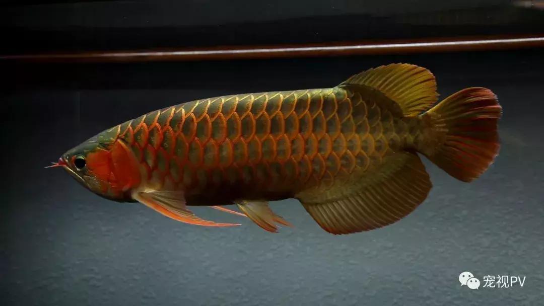 驯龙怎么让龙饿得快,如何让龙鱼改口吃饲料