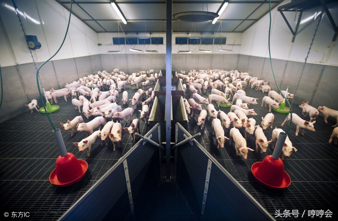 早期断奶仔猪的消化生理特点,断奶仔猪的正确过渡方法