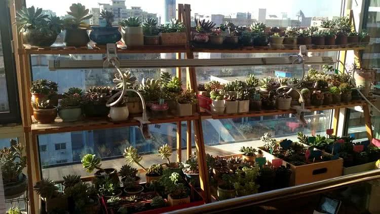 做足了功课养多肉,不用操心就能养好的多肉