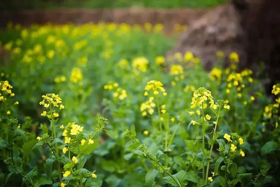 龙脊红瑶寨门票,桂林龙脊梯田门票优惠政策最新
