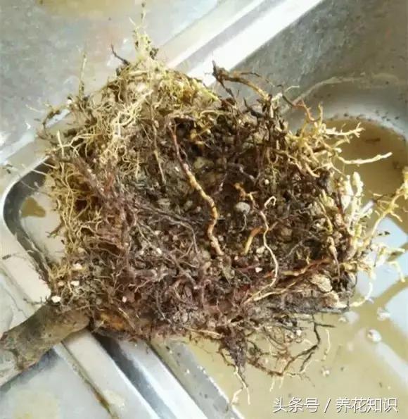 铁树的根全部烂了还能救活吗,发财树根烂了怎么救活有效