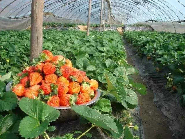 武汉比较靠谱的摘草莓基地,武汉市黄陂区摘草莓地方