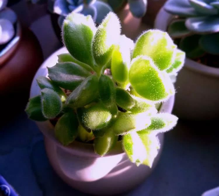 做足了功课养多肉,不用操心就能养好的多肉