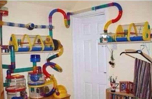 怎样仓鼠才会不咬笼鼠的手,怎样防止仓鼠咬笼子的底盆