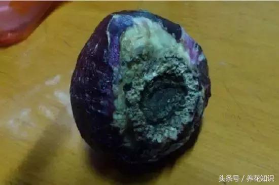 铁树的根全部烂了还能救活吗,发财树根烂了怎么救活有效