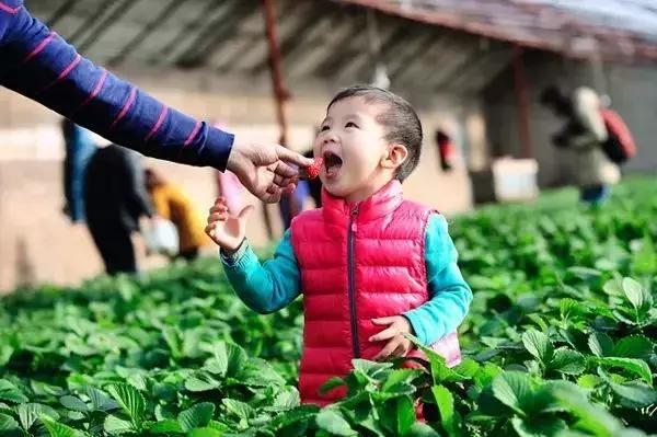武汉比较靠谱的摘草莓基地,武汉市黄陂区摘草莓地方