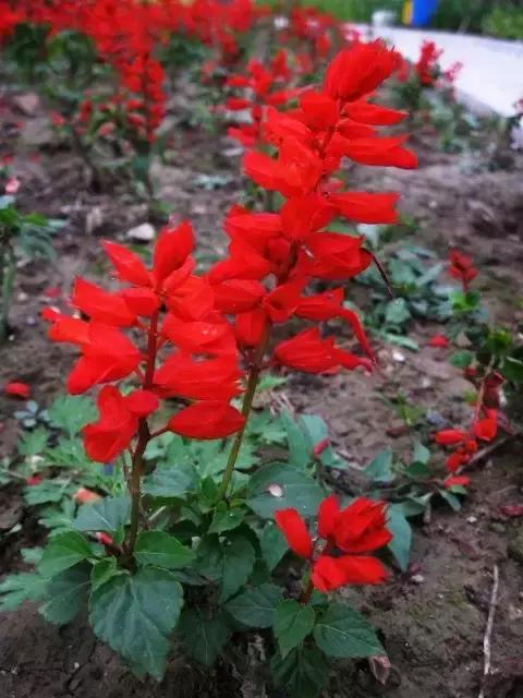 100种常年开花的植物,适合在家一年四季开花的植物