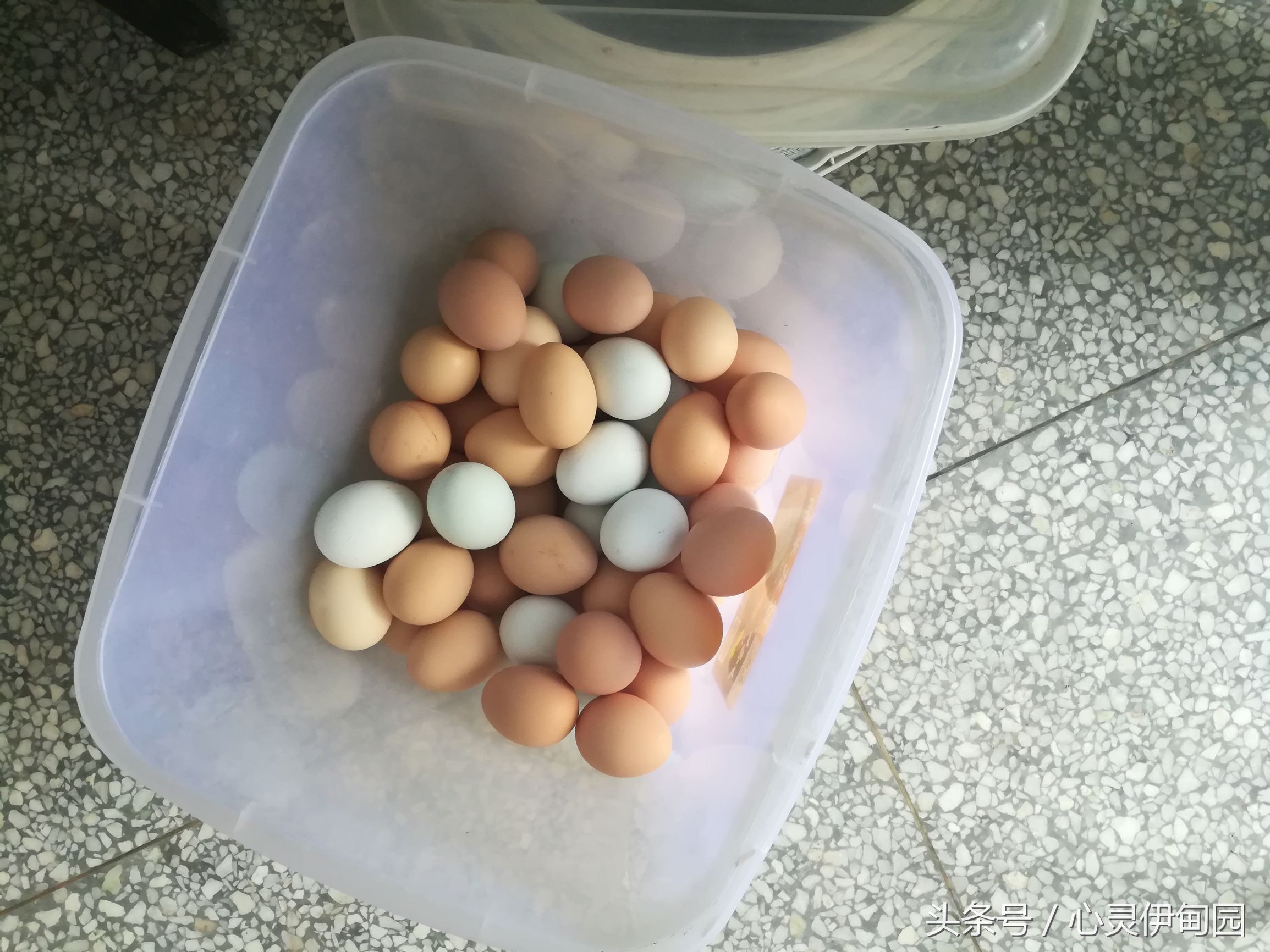 中华麋鹿园,中华麋鹿基地