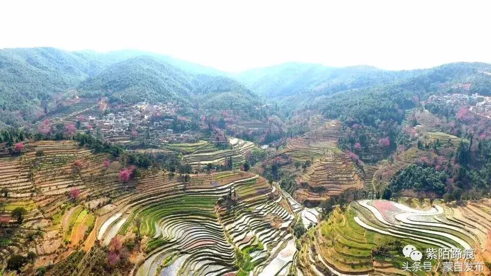 美丽的樱花谷美景,樱花谷美丽的好地方