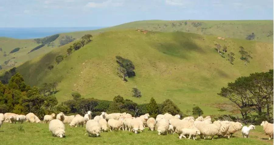 2021抗衰老皱纹精华推荐,澳洲最好的抗衰老精华