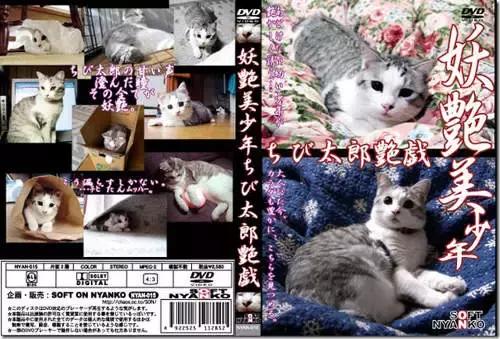 猫片大全及价格表,猫片是什么意思