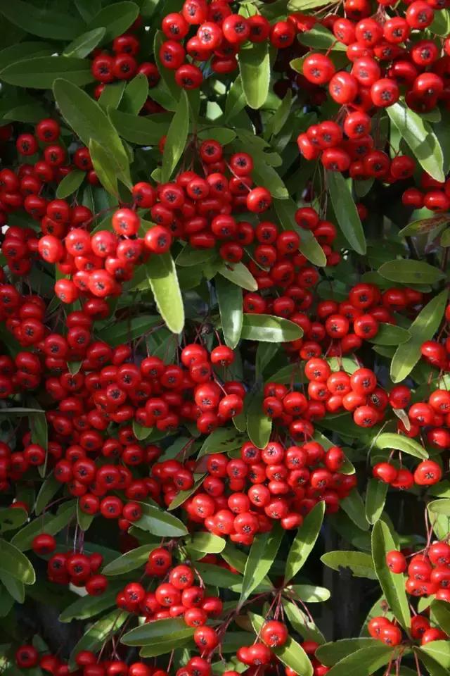 100种常年开花的植物,适合在家一年四季开花的植物