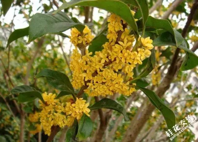 100种常年开花的植物,适合在家一年四季开花的植物