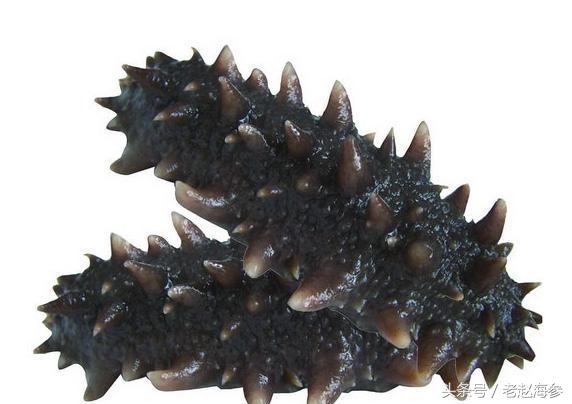 底播海参和养殖海参的区别,海参有多种哪种海参最好