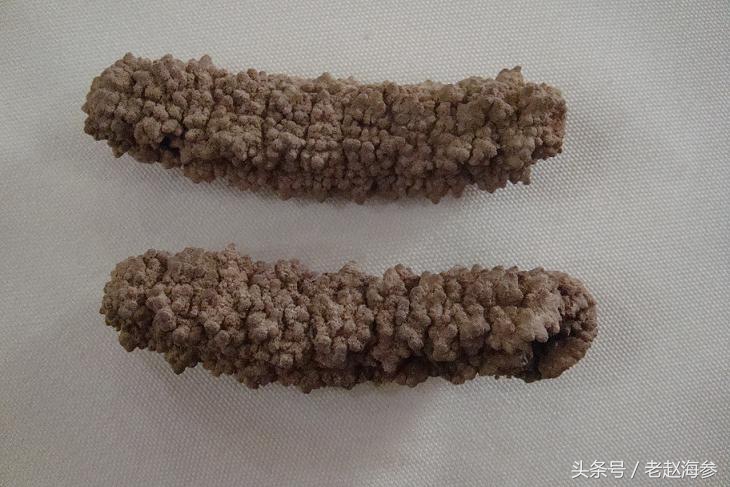 底播海参和养殖海参的区别,海参有多种哪种海参最好